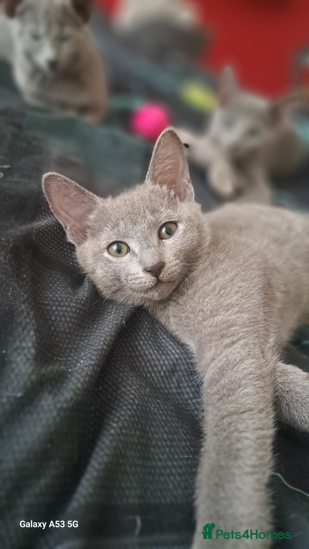 Russian Blue cats for sale: TICA Russian Blue Kittens Pedigree - Image 19