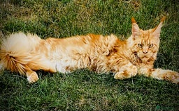 Maine Coon cats for sale: Gato needs a new home  - Image 2