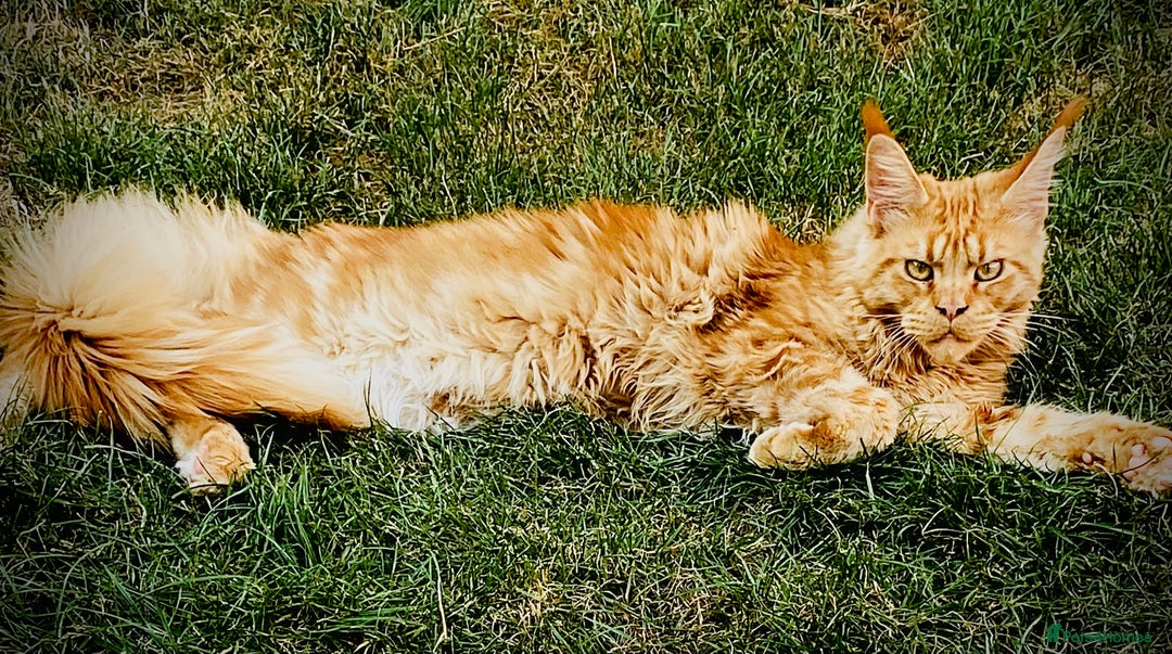 Maine Coon cats for sale: Gato needs a new home  - Image 2