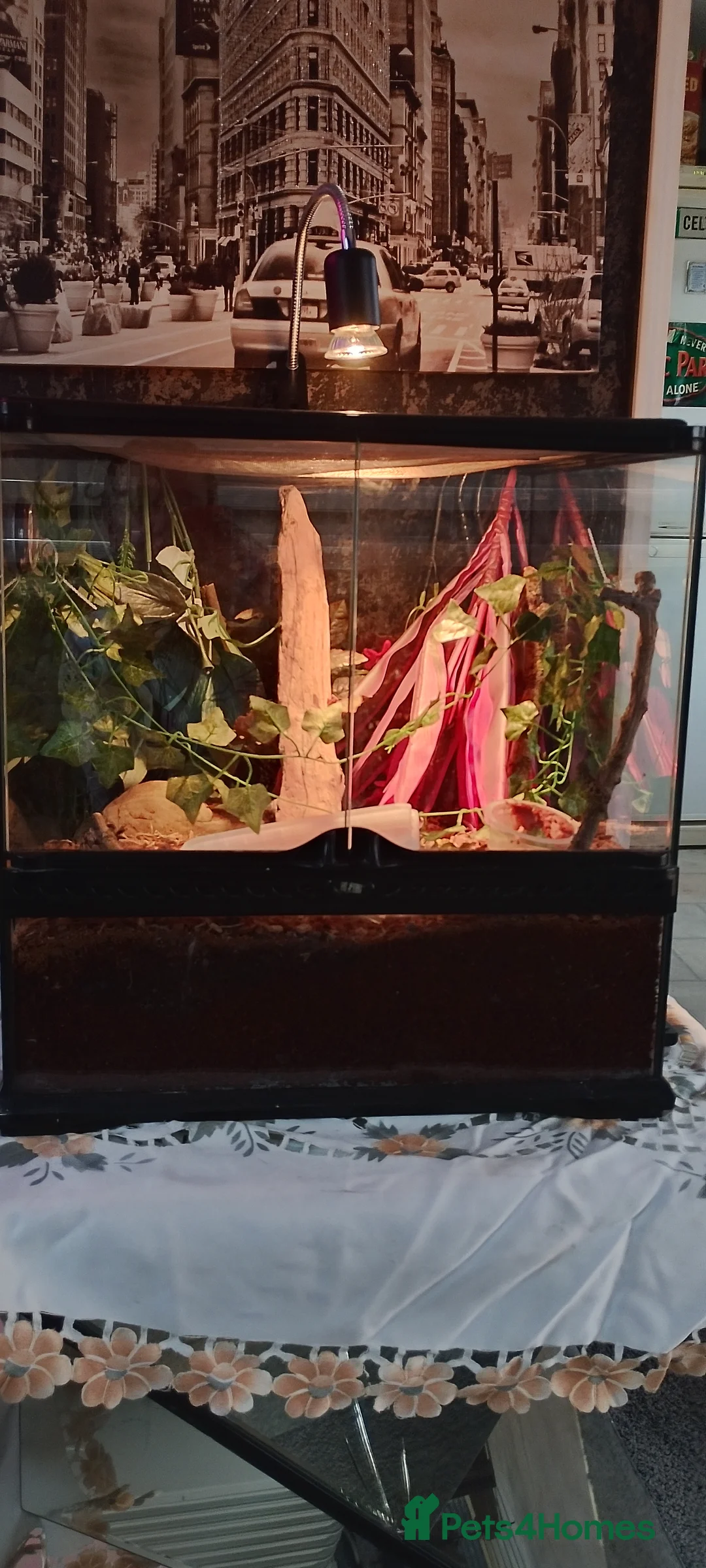 Leopard Gecko reptiles for sale: Torkay leopard gecko  - Advert 2