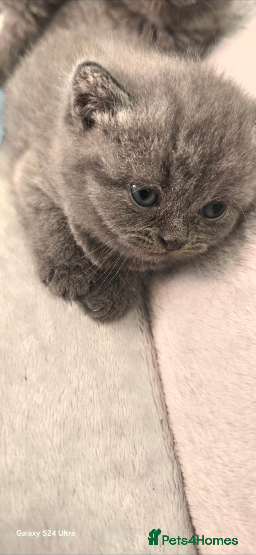 British Shorthair cats British Shorthair kittens  - Advert 11