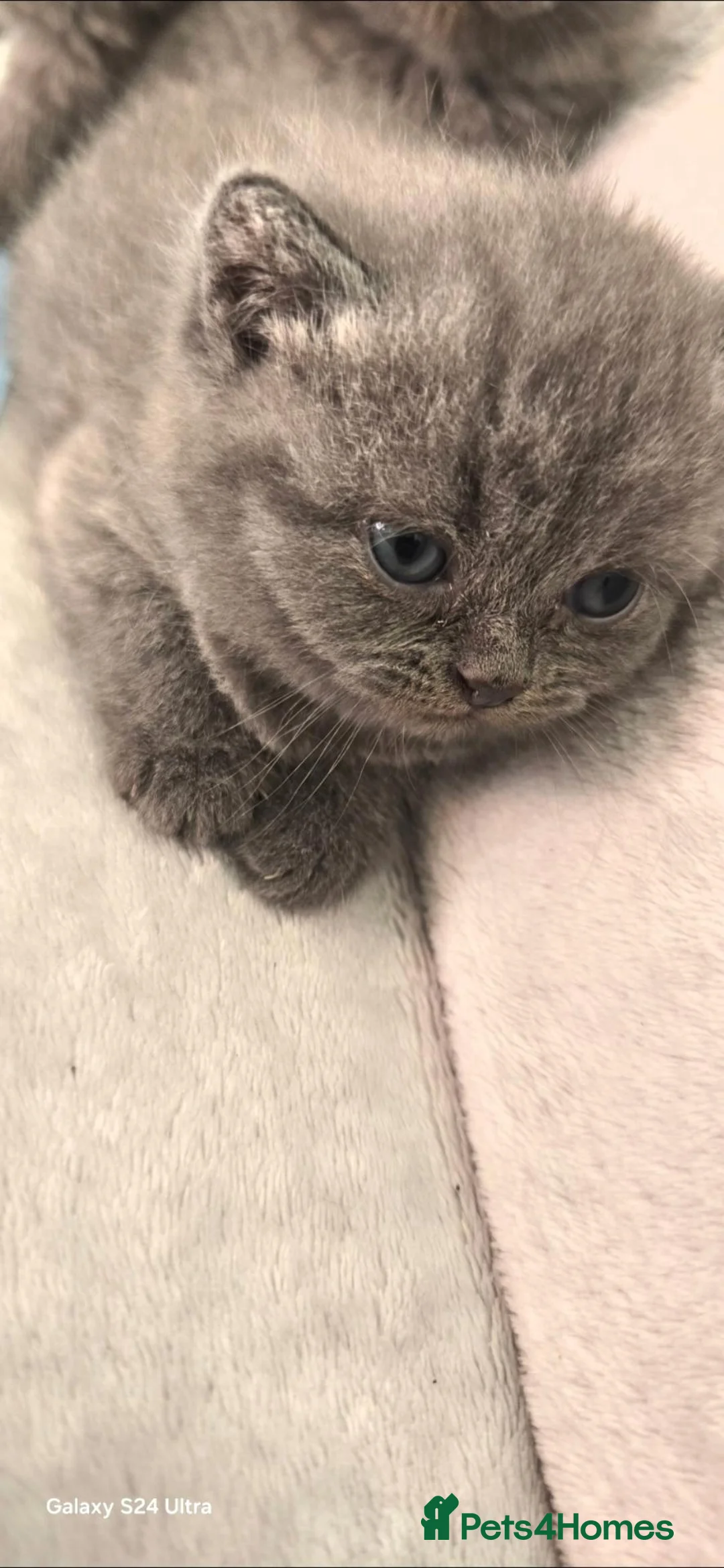 British Shorthair cats for sale: British Shorthair kittens  - Advert 1