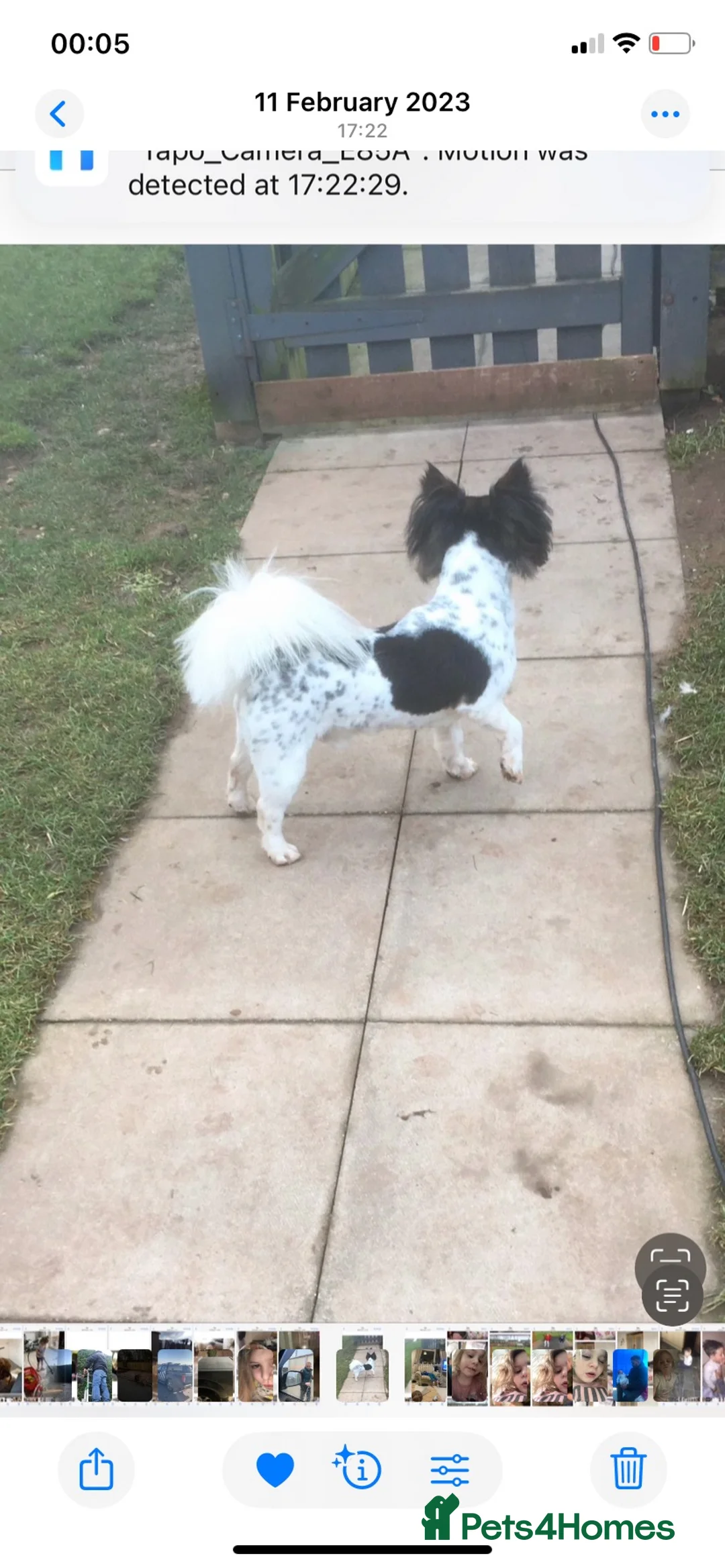 Mixed Breed dogs for sale: Sealyham x jack russel puppies - Advert 6