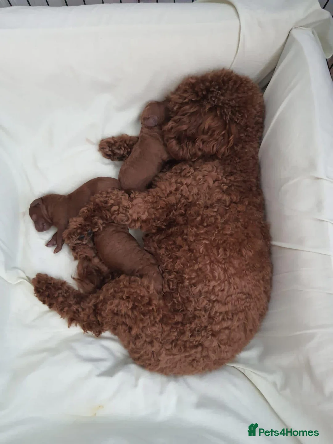Toy Poodle dogs for sale: Teddy face Asian toy poodle girl  - Advert 2