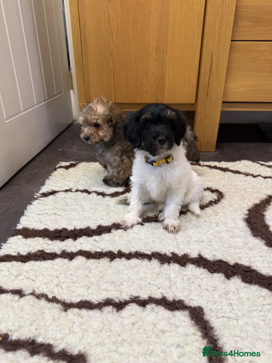 Chipoo dogs for sale: Rare Phantom Toy poodle in Farnborough - Advert 1