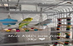Budgerigars birds for sale: Kiwi and Sky  - Image 1