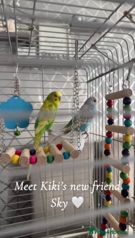 Budgerigars birds - Advert 15