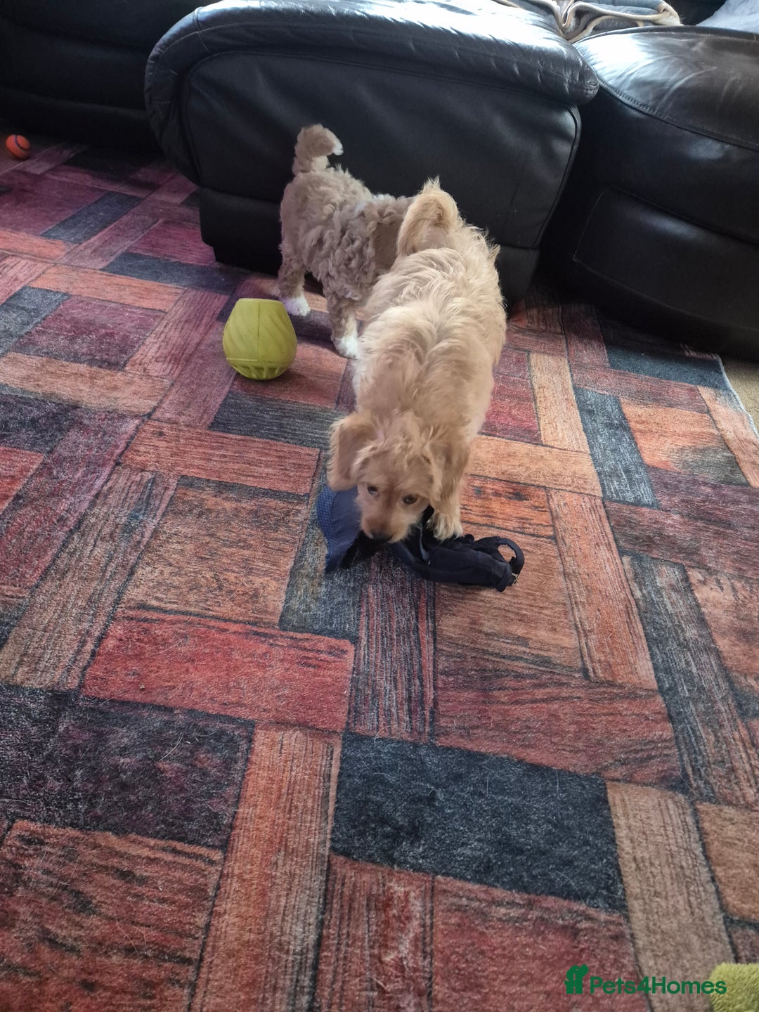 Labradoodle dogs for sale: Stunning F3 miniature labradoodles!  - Advert 14