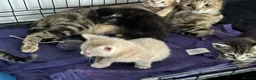 Mixed Breed cats for sale: American shorthair x bsh kittens please red descrp in Belvedere - Advert 29
