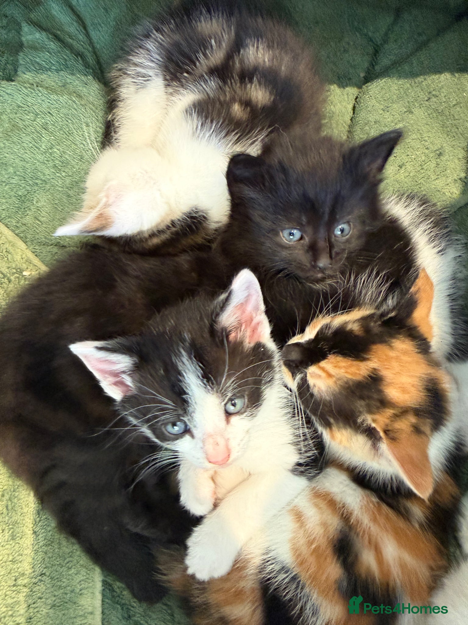 Mixed Breed cats 4 Adorable Kittens ready to go to new homes - Advert 1