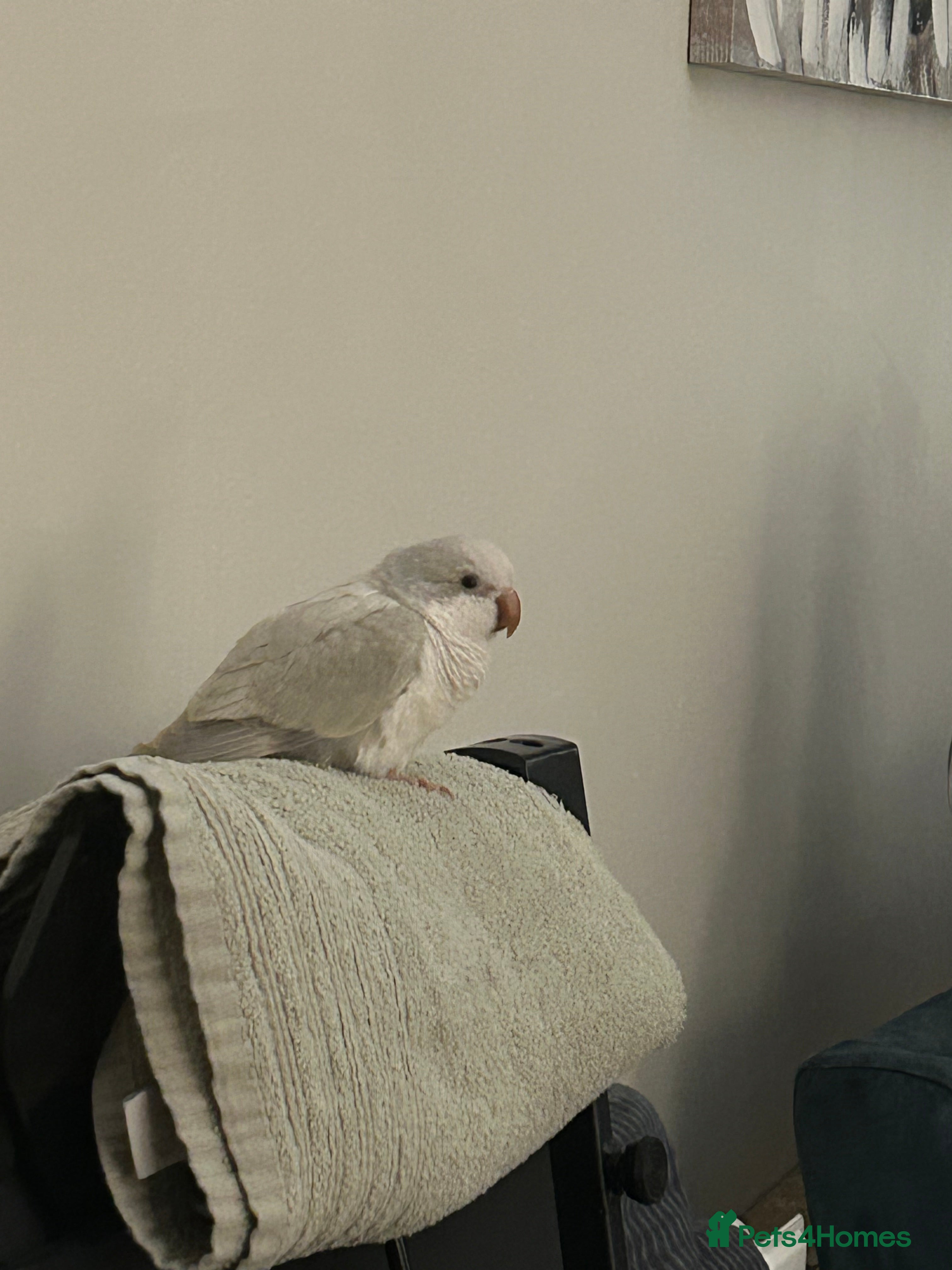 Parrots birds Beautiful Quaker Parrot  - Advert 5