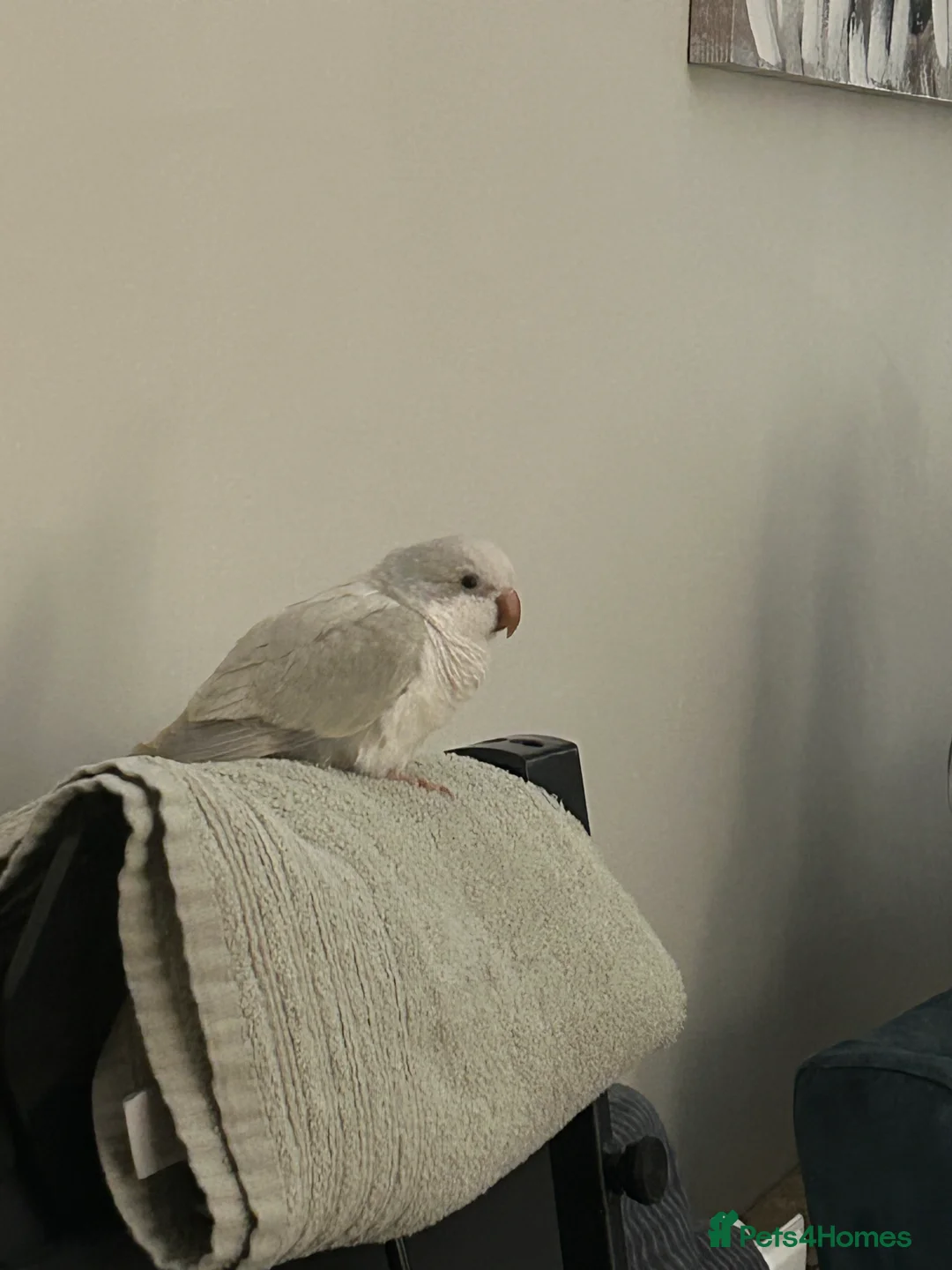 Parrots birds for sale: Beautiful Quaker Parrot  - Advert 1