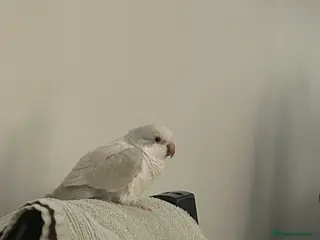 Parrots birds Beautiful Quaker Parrot - Advert 5