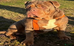 Old Tyme Bulldog dogs for stud: Well proven stud available  - Image 3