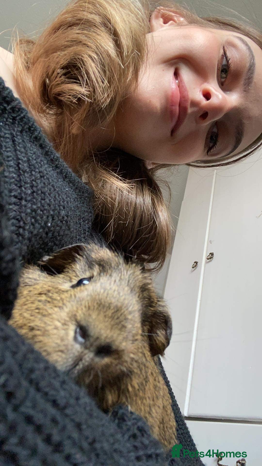 Guinea Pig rodents for sale: 4 Year Old Guinea Pig English Crested  - Advert 7