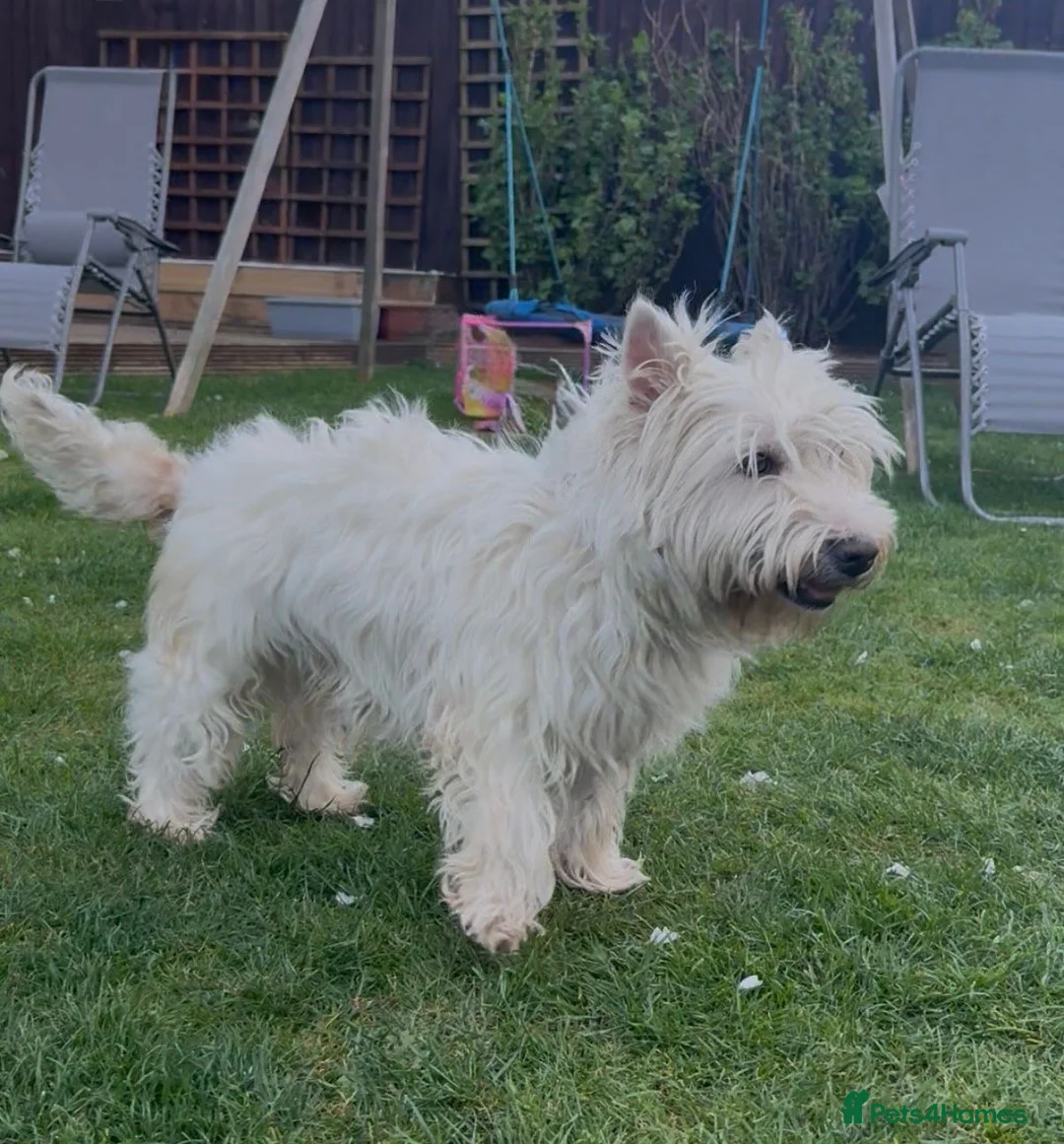 West Highland Terrier dogs for sale: West Highland Terrier boy looking new home - Advert 2