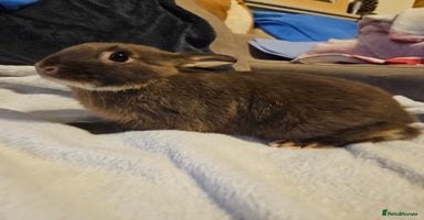 Netherland Dwarf rabbits - Advert 4