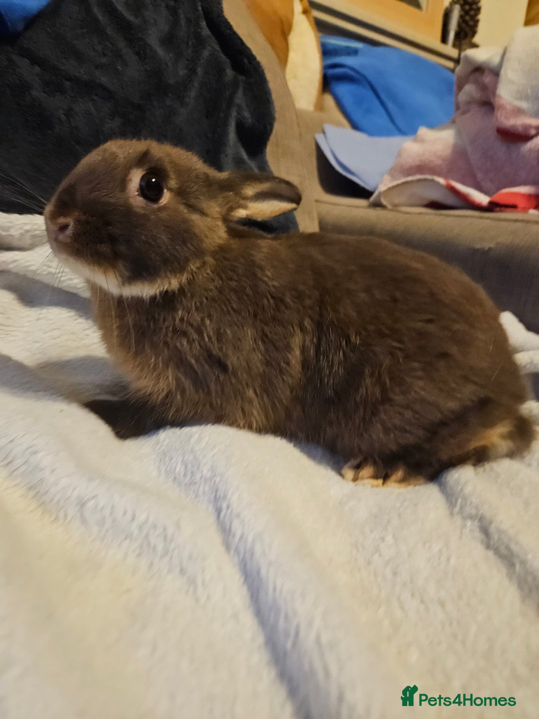 Netherland Dwarf rabbits for sale: Chocolate Otter boy - Image 2