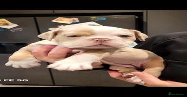 Olde English Bulldogge dogs - Advert 6