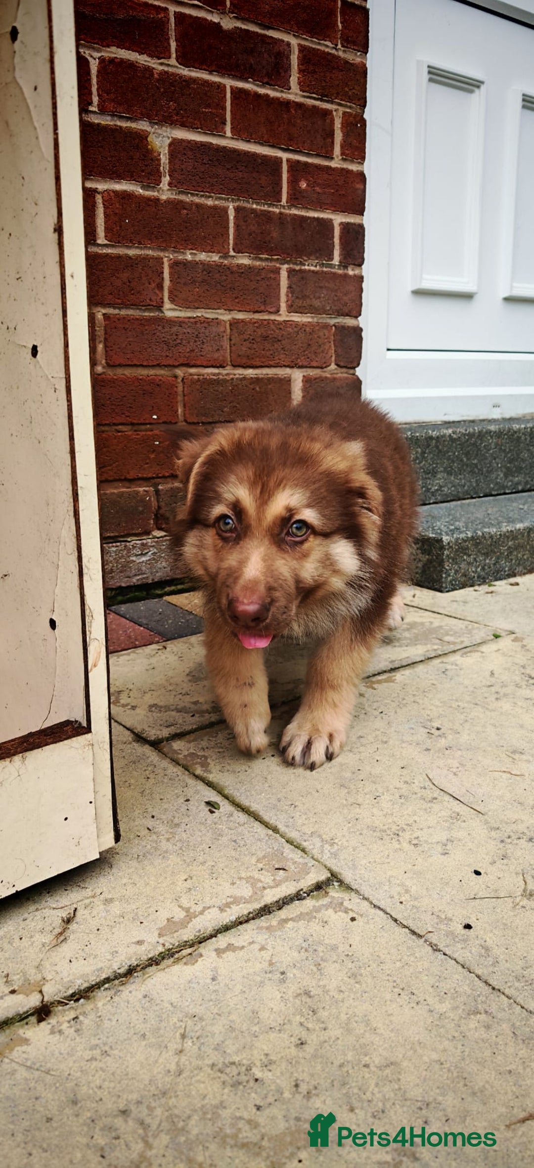 German Shepherd dogs for sale: German sheperd puppy - Image 7