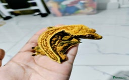 Gecko reptiles for sale: Crested geckos for sale (read description) - Image 4