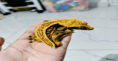 Gecko reptiles - Advert 7