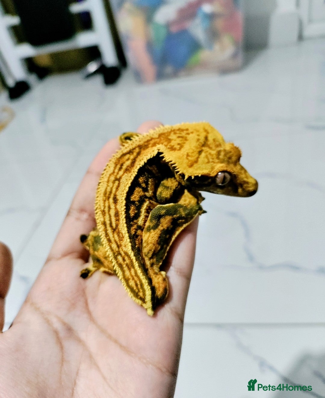 Gecko reptiles for sale: Crested geckos for sale (read description) - Image 4