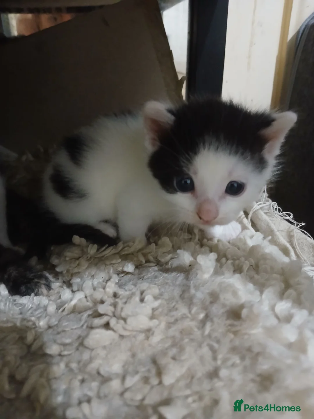 Mixed Breed cats for sale: 3 beautiful kittens ready to reserved  - Advert 12