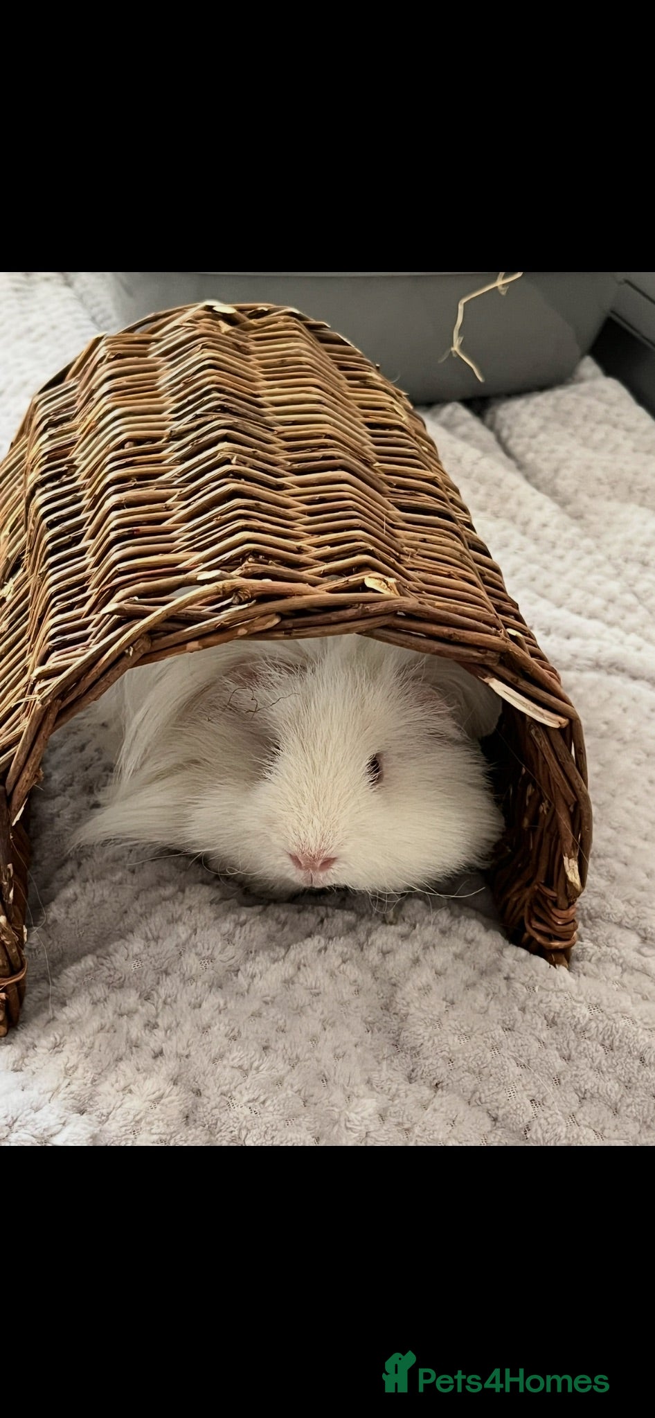 Guinea Pig rodents Lunk guinea pig for rehoming  - Advert 1