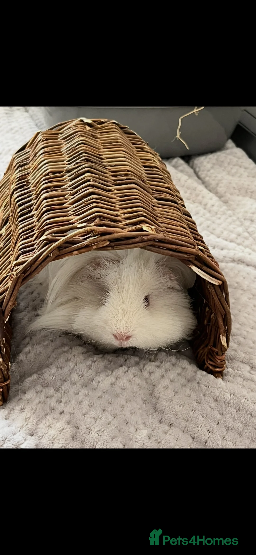 Guinea Pig rodents for sale: Lunk guinea pig for rehoming  in Halstead - Advert 1