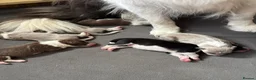 Border Collie dogs for sale: KC Registered Show Border Collie Puppies in Purley - Advert 16