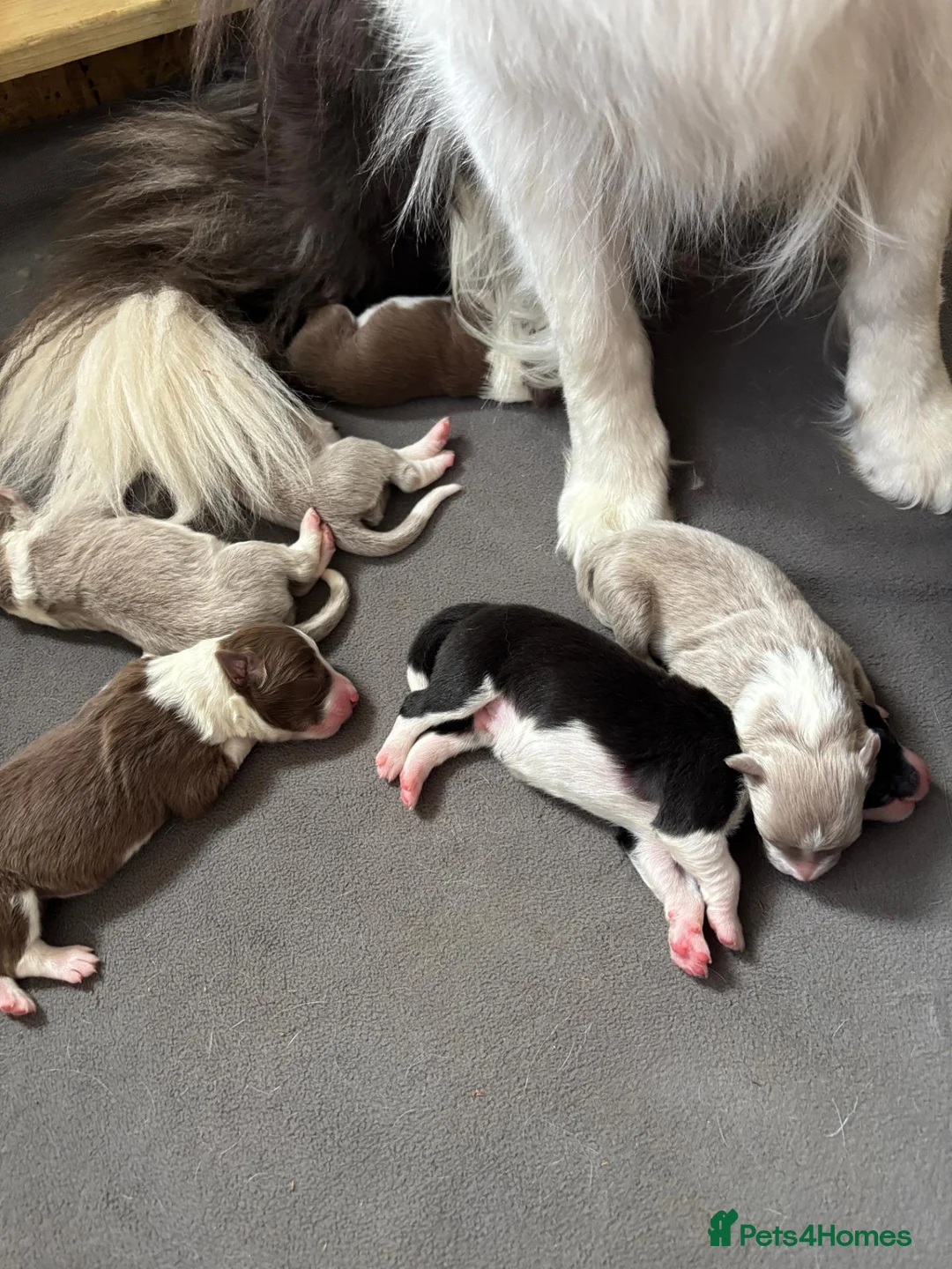 Border Collie dogs for sale: KC Registered Show Border Collie Puppies in Purley - Advert 16