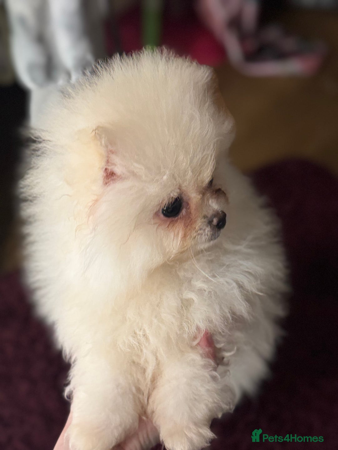 Pomeranian dogs for sale: Poms  - Image 4