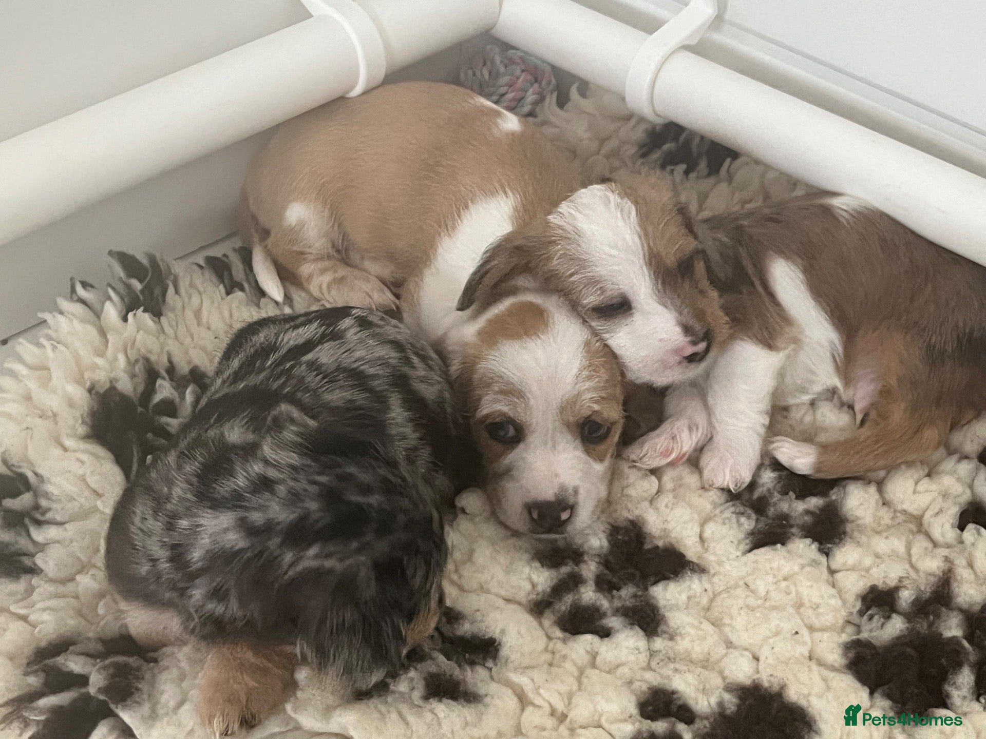 Mixed Breed dogs Beautiful pups for sale  - Advert 2