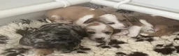 Mixed Breed dogs for sale: Beautiful pups for sale  - Advert 1