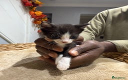 Mixed Breed cats for sale: Beautiful kittens for sale - Image 11