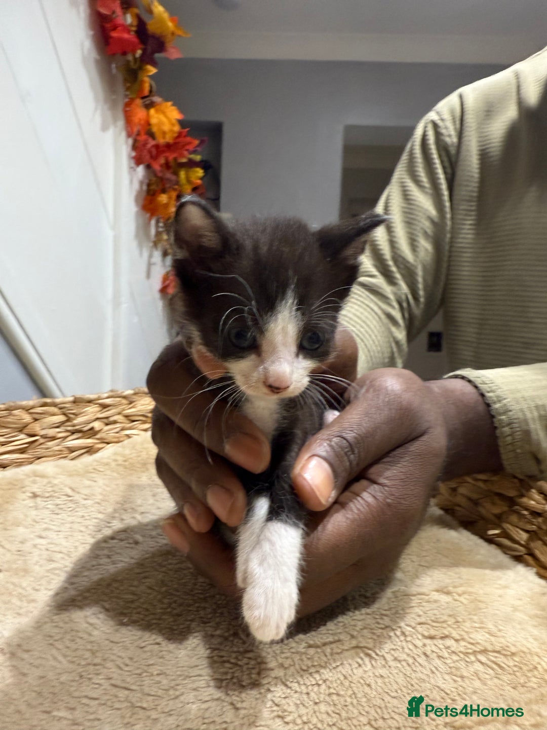 Mixed Breed cats for sale: Beautiful kittens for sale - Image 11