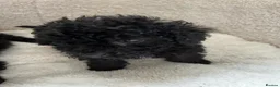 Mixed Breed dogs for sale: Beautiful black beddipoos  in Bishop Auckland - Advert 5