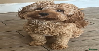 Cavapoo dogs - Advert 15