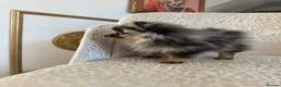 Pomeranian dogs for sale: RARE Merle Pomeranian Champion Lines - Advert 18