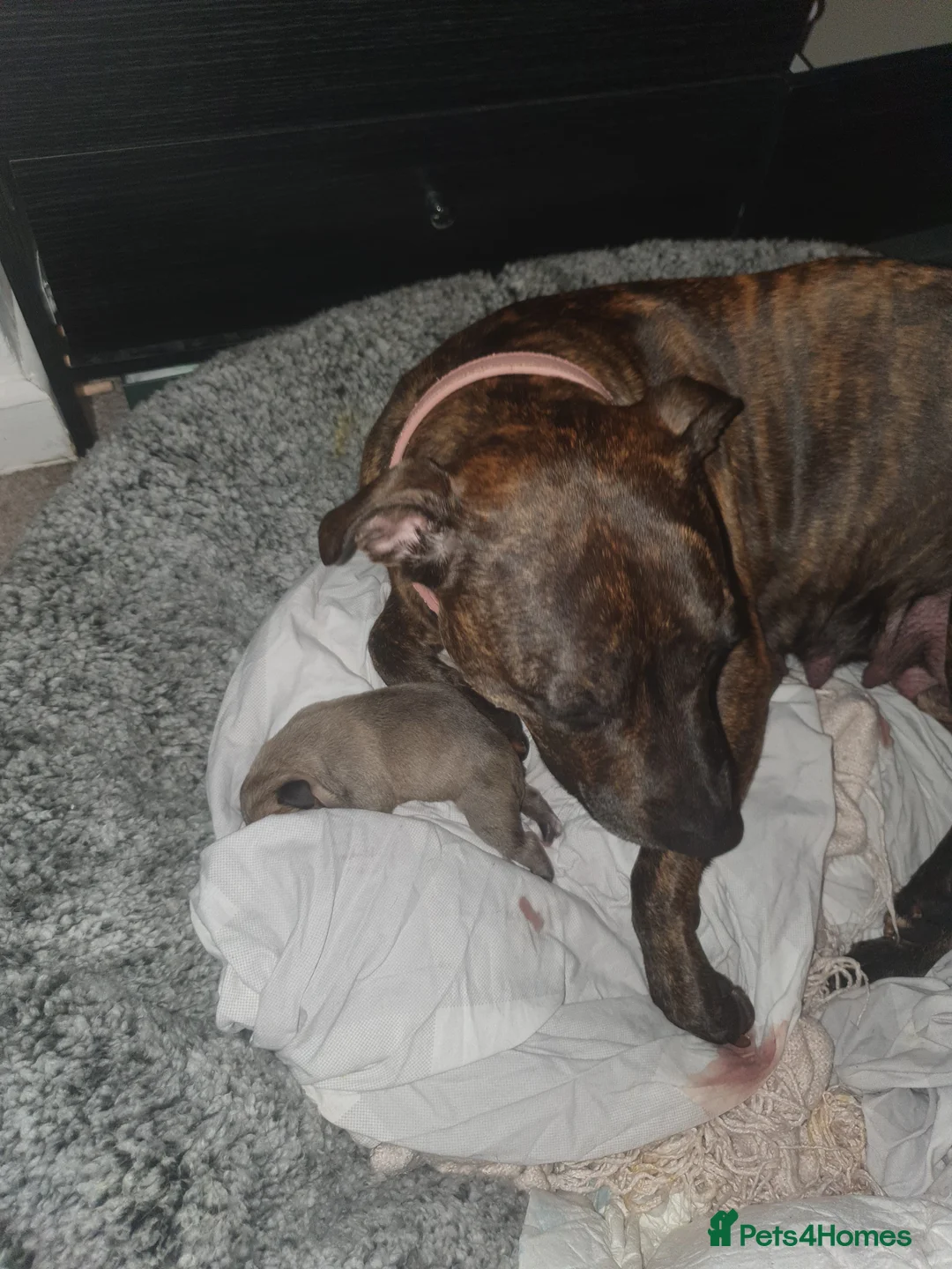 Staffordshire Bull Terrier dogs for sale: Staffy pups ready from 3rd April 2026! - Advert 1