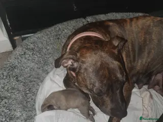 Staffordshire Bull Terrier dogs Staffy pups ready from 3rd April 2026! - Advert 4