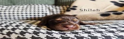 Miniature Dachshund dogs for sale: Stunning KC Registered Longhaired Mini Dachshunds - Advert 15