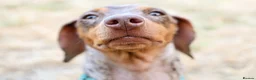 Dachshund dogs for sale: Male neutered dachshund  in Lee-on-the-Solent - Advert 12