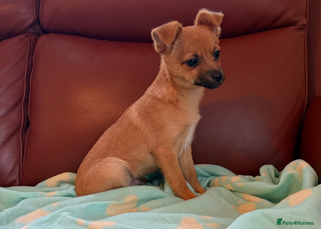 Mixed Breed dogs for sale: Jack Russell/terrier mixed bread - Advert 5