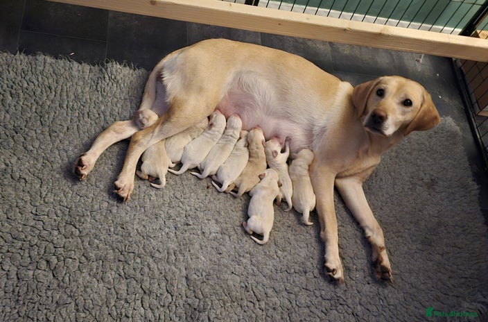 Labrador Retriever dogs - Advert 12