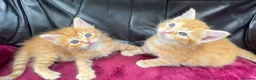 Mixed Breed cats for sale: Beautiful kittens 😻 - Advert 23