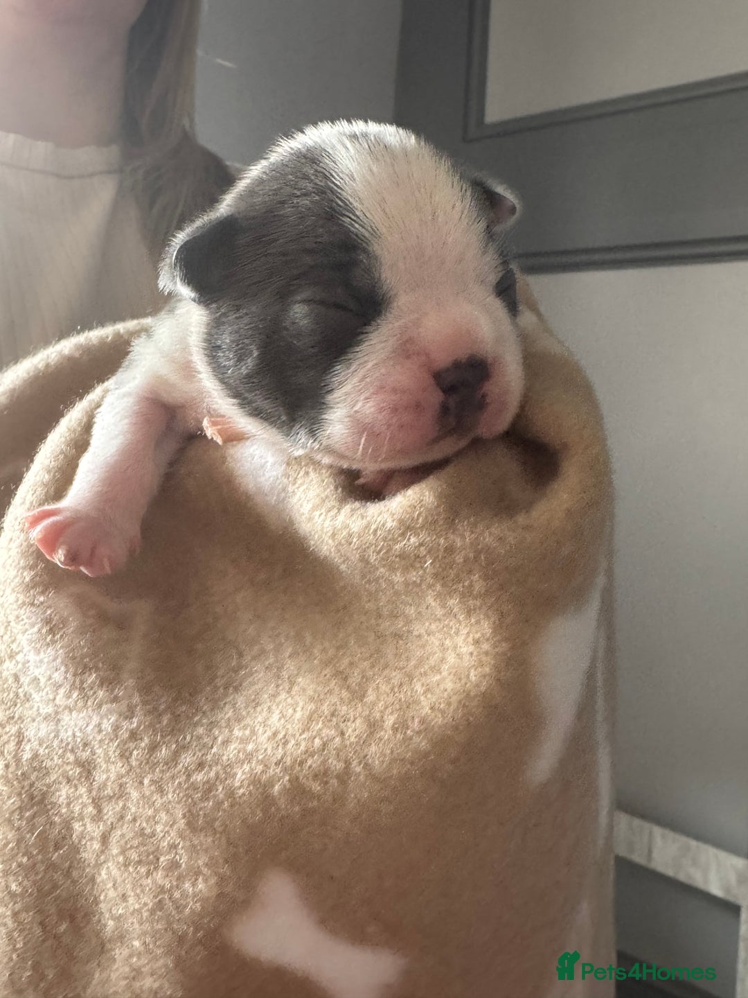 Boston Terrier dogs for sale: Stunning rainbow litter born 5/8/35 - Image 16