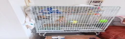 Cockatiels birds for sale: Pair of cockatiels  in Hartlepool - Advert 7