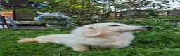 Miniature Dachshund dogs for stud:  ✨Fabulous Frank’furter - e/e I/I Cream L/H KCreg✨ - Advert 4